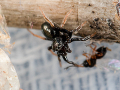 Chalcoscirtus karakurt