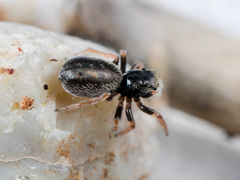 Chalcoscirtus karakurt