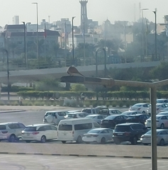 Streptopelia senegalensis