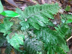 Trichomanes cupressoides