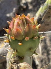 Opuntia × demissa