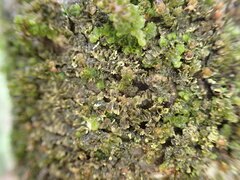 Frullania patula