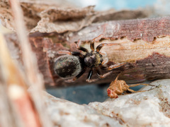 Chalcoscirtus karakurt