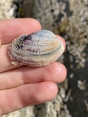 Irus crenatus