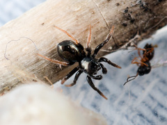 Chalcoscirtus karakurt