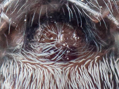 Chalcoscirtus karakurt