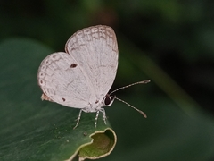 Neopithecops zalmora