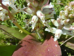 Lachenalia