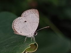 Neopithecops zalmora