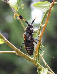 Aristobia approximator