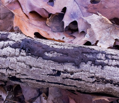 Hypoxylon perforatum