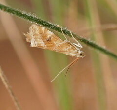 Hellula hydralis