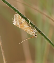 Hellula hydralis