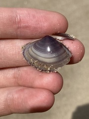 Austromactra contraria