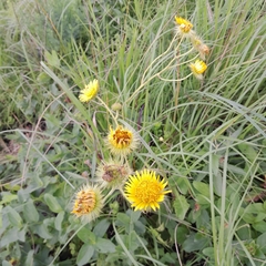 Berkheya setifera