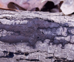 Hypoxylon perforatum