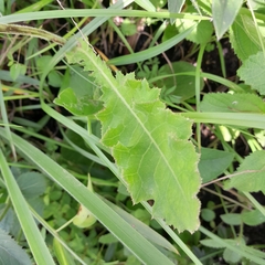 Berkheya setifera