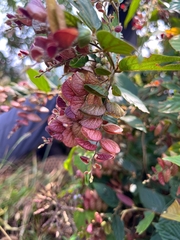Flemingia strobilifera