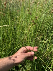 Juncus microcephalus