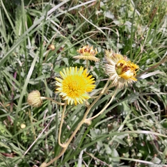 Berkheya setifera