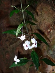 Pseuderanthemum bicolor