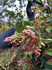 Flemingia strobilifera