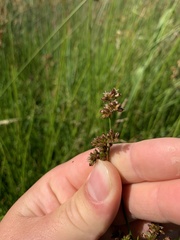 Juncus microcephalus