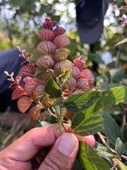 Flemingia strobilifera