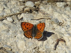 Lycaena thersamon