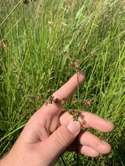 Juncus microcephalus