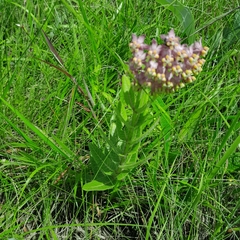 Asclepias albens