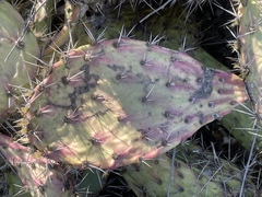 Opuntia semispinosa