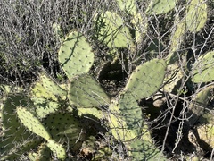 Opuntia semispinosa