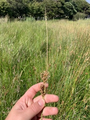Juncus sarophorus
