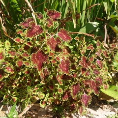 Coleus scutellarioides