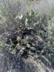 Opuntia semispinosa