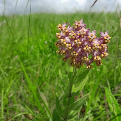 Asclepias albens