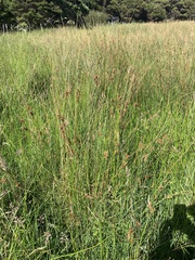Juncus sarophorus