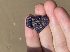 Austrobalanus imperator