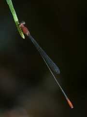 Teinobasis rufithorax