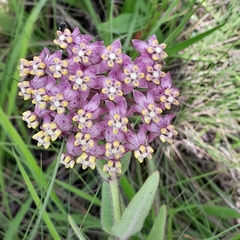 Asclepias albens