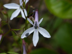 Lobelia pubescens