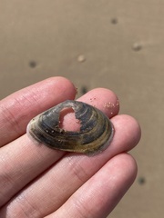 Macomona deltoidalis