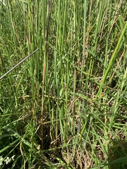 Juncus sarophorus