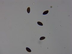 Hypoxylon perforatum