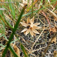Ipomoea decasperma