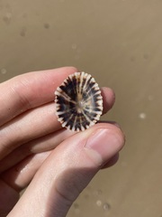 Siphonaria denticulata