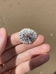 Siphonaria denticulata