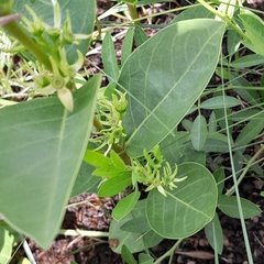 Vangueria venosa