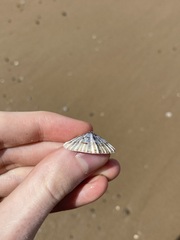 Siphonaria denticulata